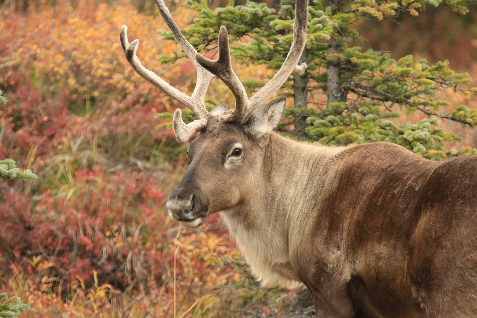 caribou-4533568_960_720