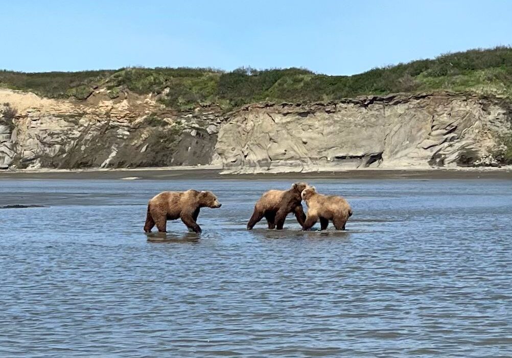 ursos-alaska
