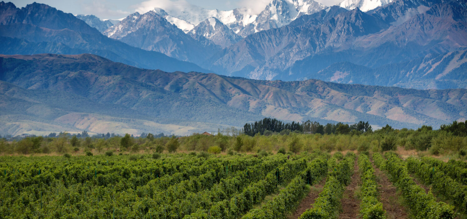 Vineyards