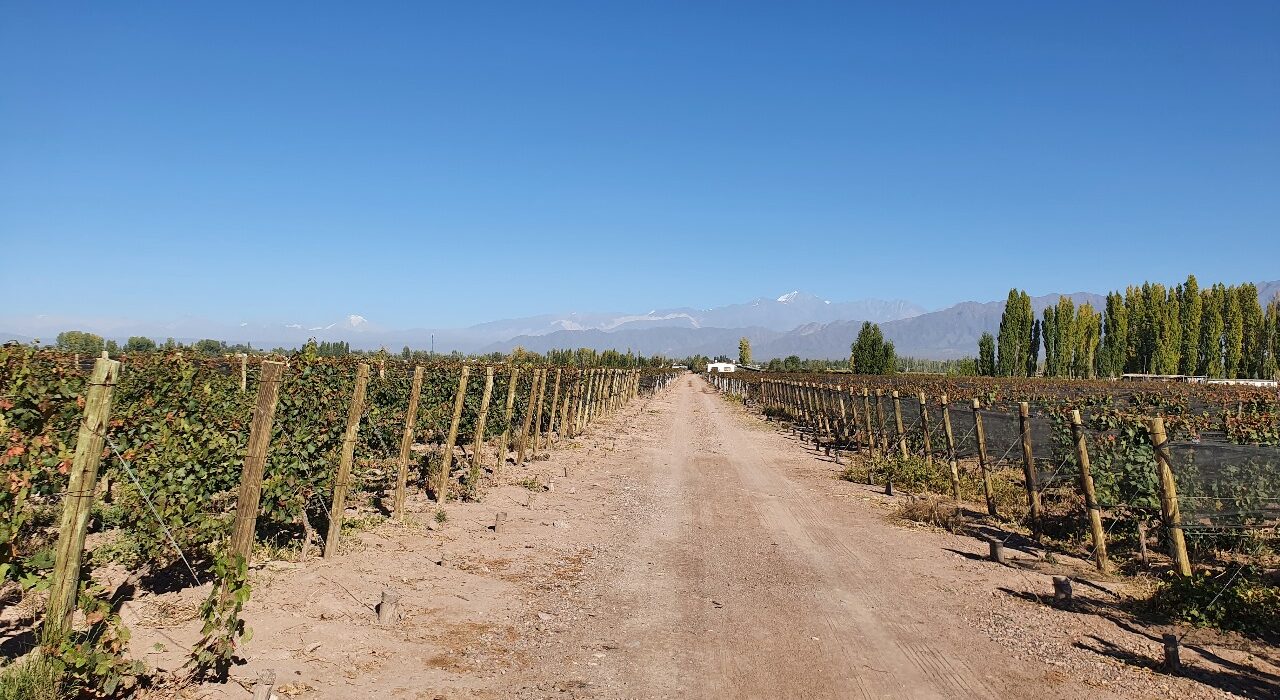 mendoza-vinhedo