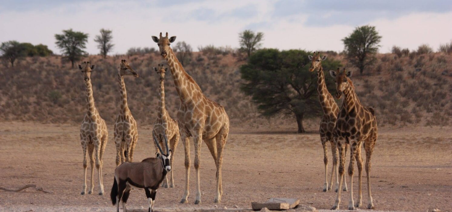 Safari 2