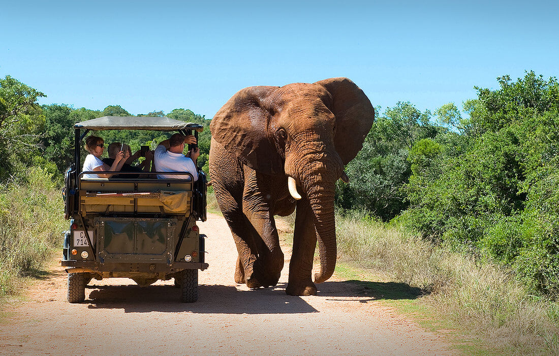 safari