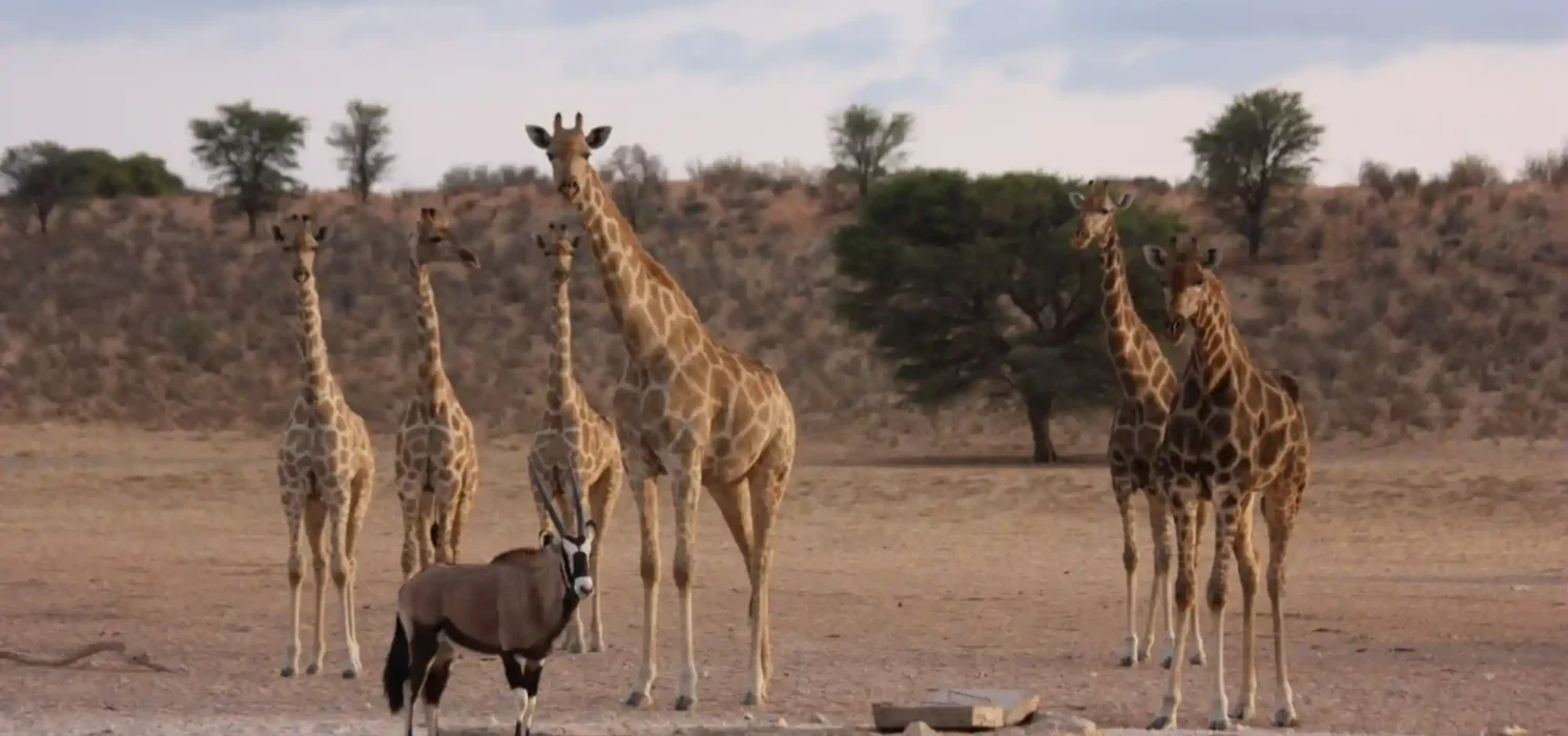 tour_namibia_4x4_motonomads_03